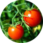 Cherry tomaatjes